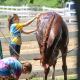 girl washing brown horse