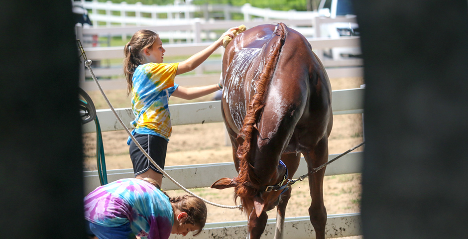 girl washing brown horse
